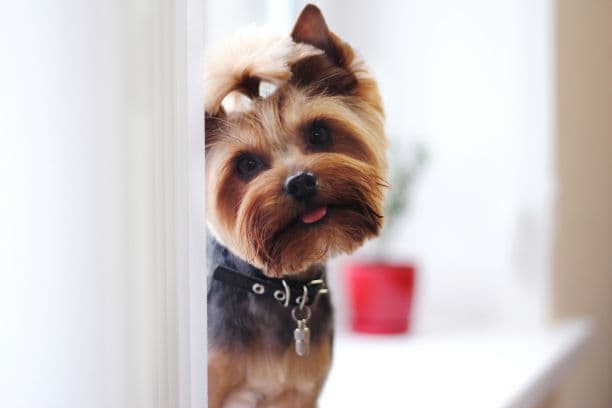 Hundesalon & Hundesitting New Jersey — Tierarzt in Dietikon (Bild 3)