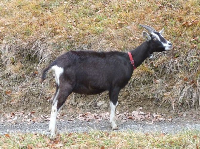 Dr. med. vet. Keller Bettina — Tierarzt in Uster (Bild 3)