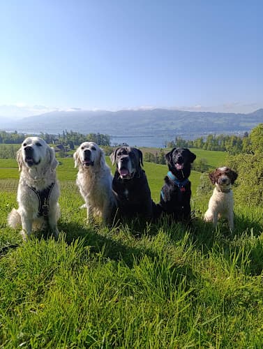 Pawtastic Dogcare - Hundebetreuung, Tages- und Ferienbetreuung — Sonstige in Oetwil am See