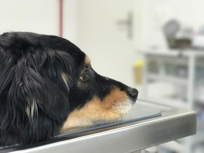 Veterinarians
