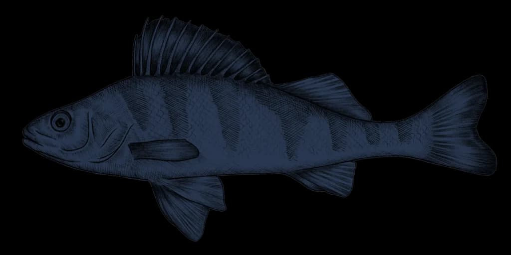 Original Fish — Metzgerei in Küsnacht (Bild 3)