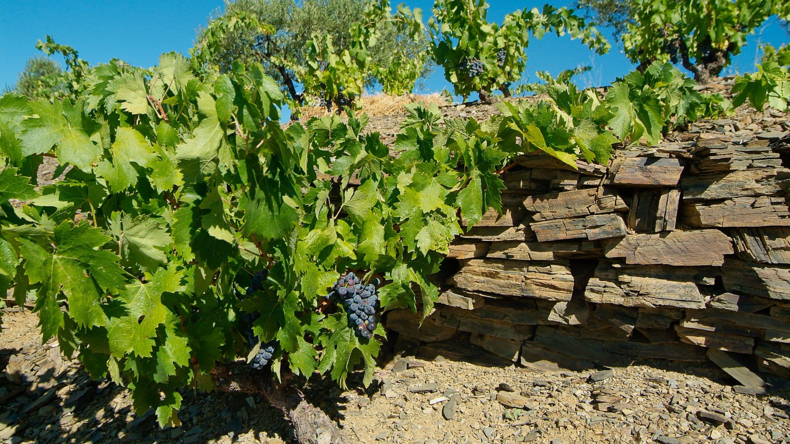Weinpassion GmbH — Weinhandlung in Thalwil (Bild 2)