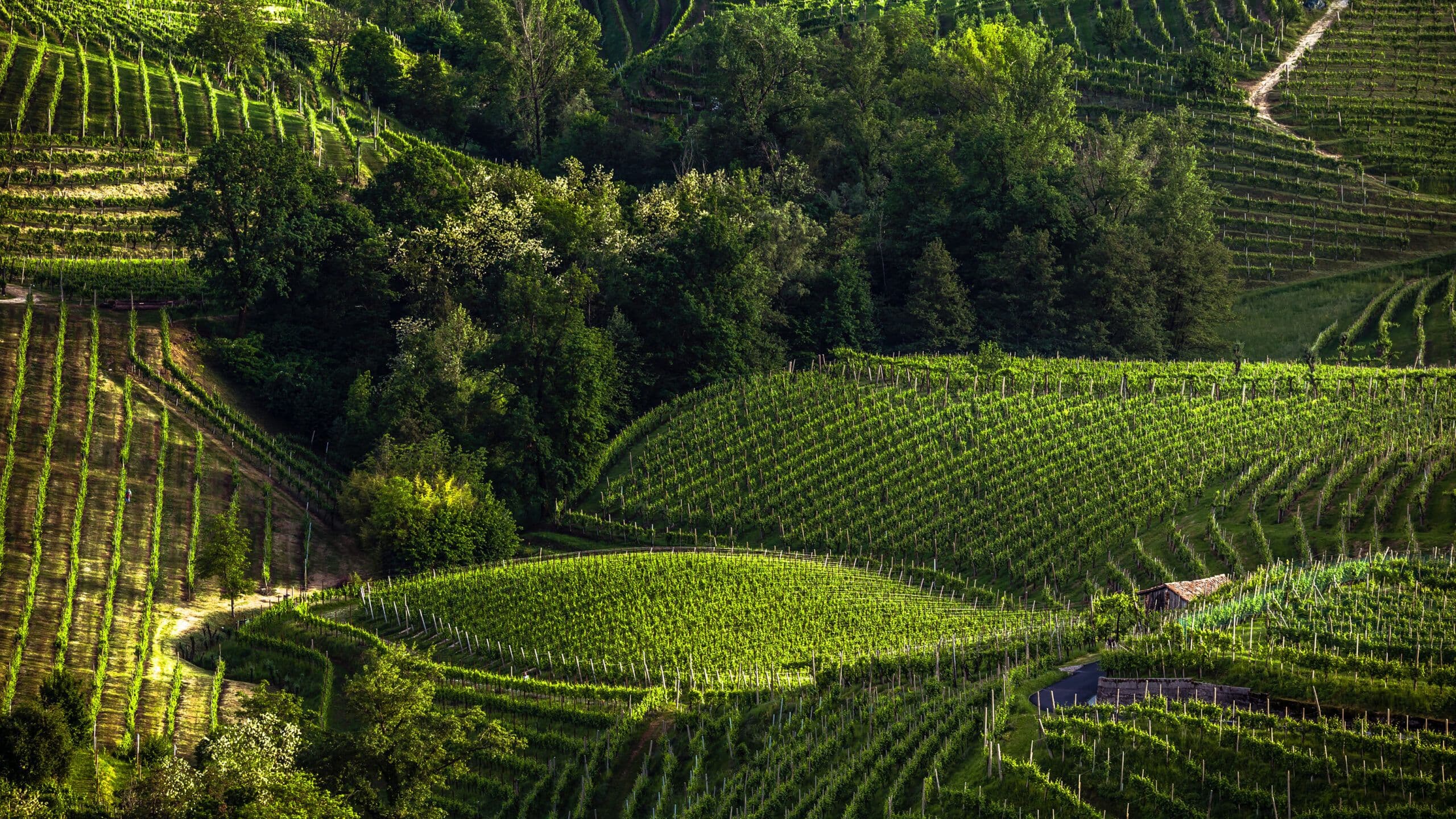 Weinpassion GmbH — Weinhandlung in Thalwil (Bild 3)