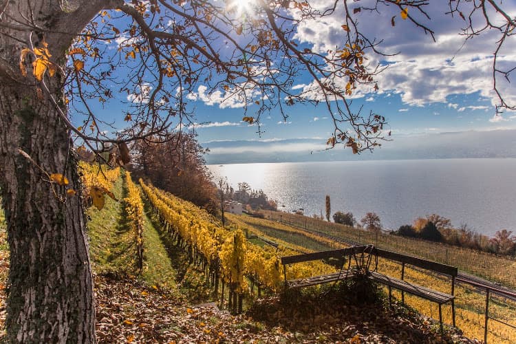 Weingut SCHIPF — Weinhandlung in Herrliberg