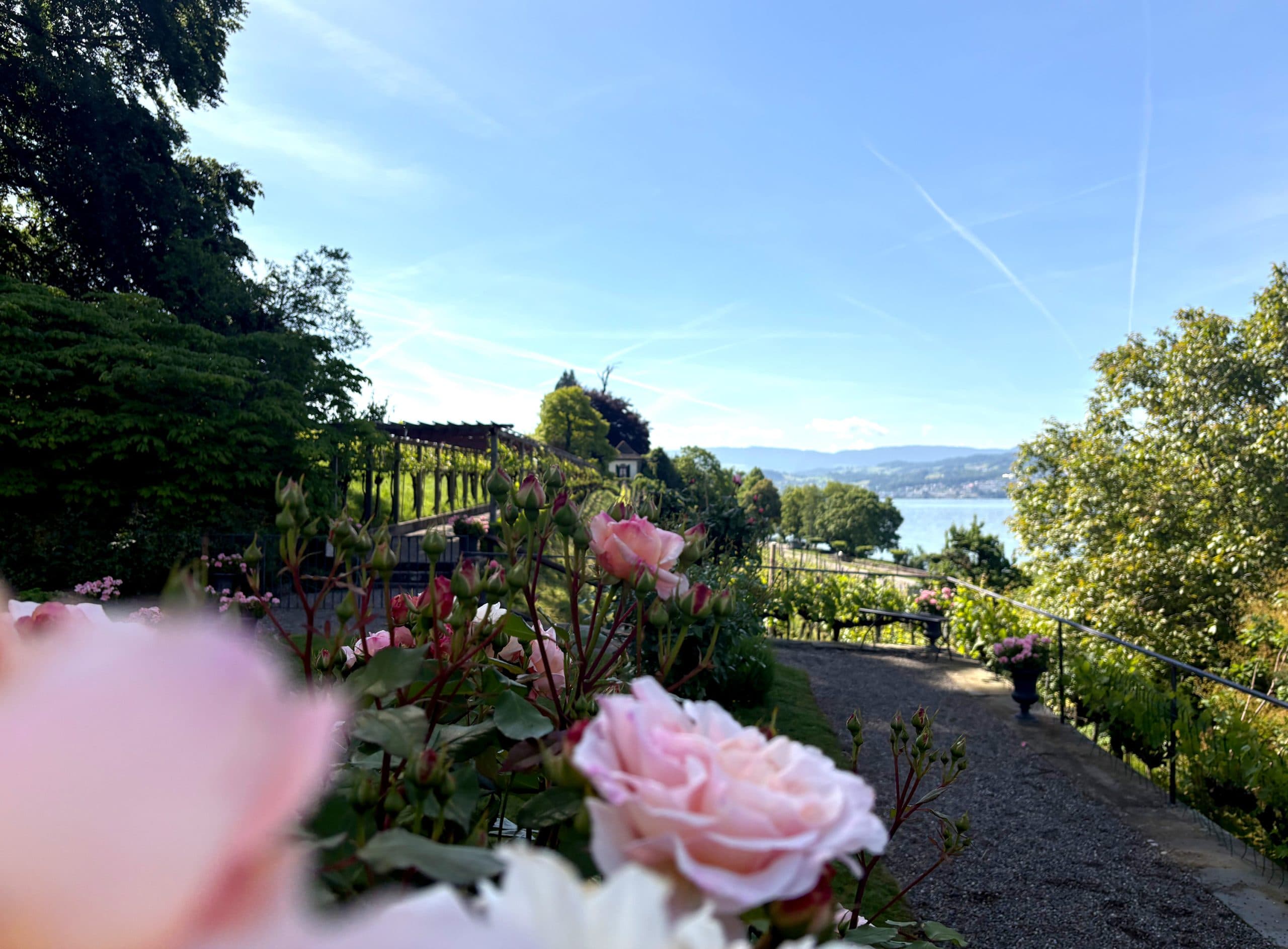 Weingut SCHIPF — Weinhandlung in Herrliberg (Bild 2)