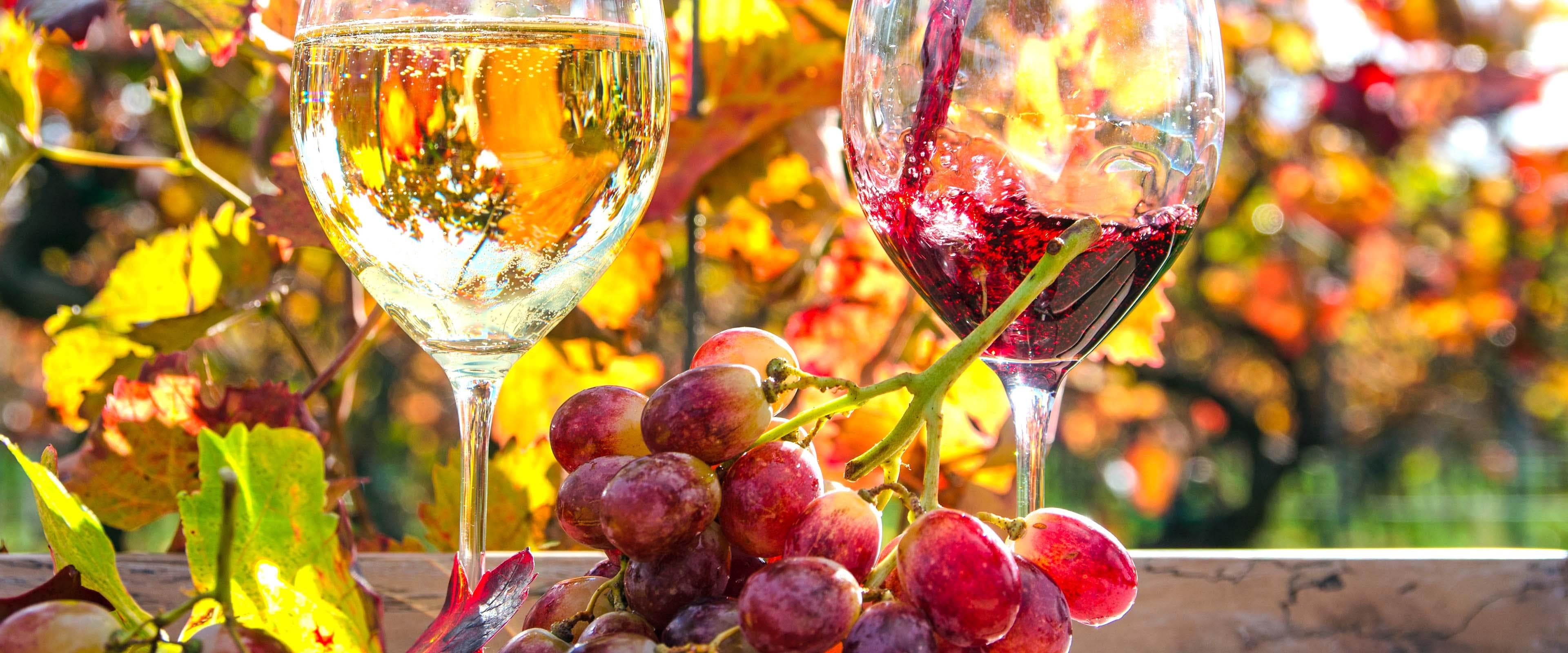Heiri Bolleter Weinbau GmbH — Weinhandlung in Meilen (Bild 2)