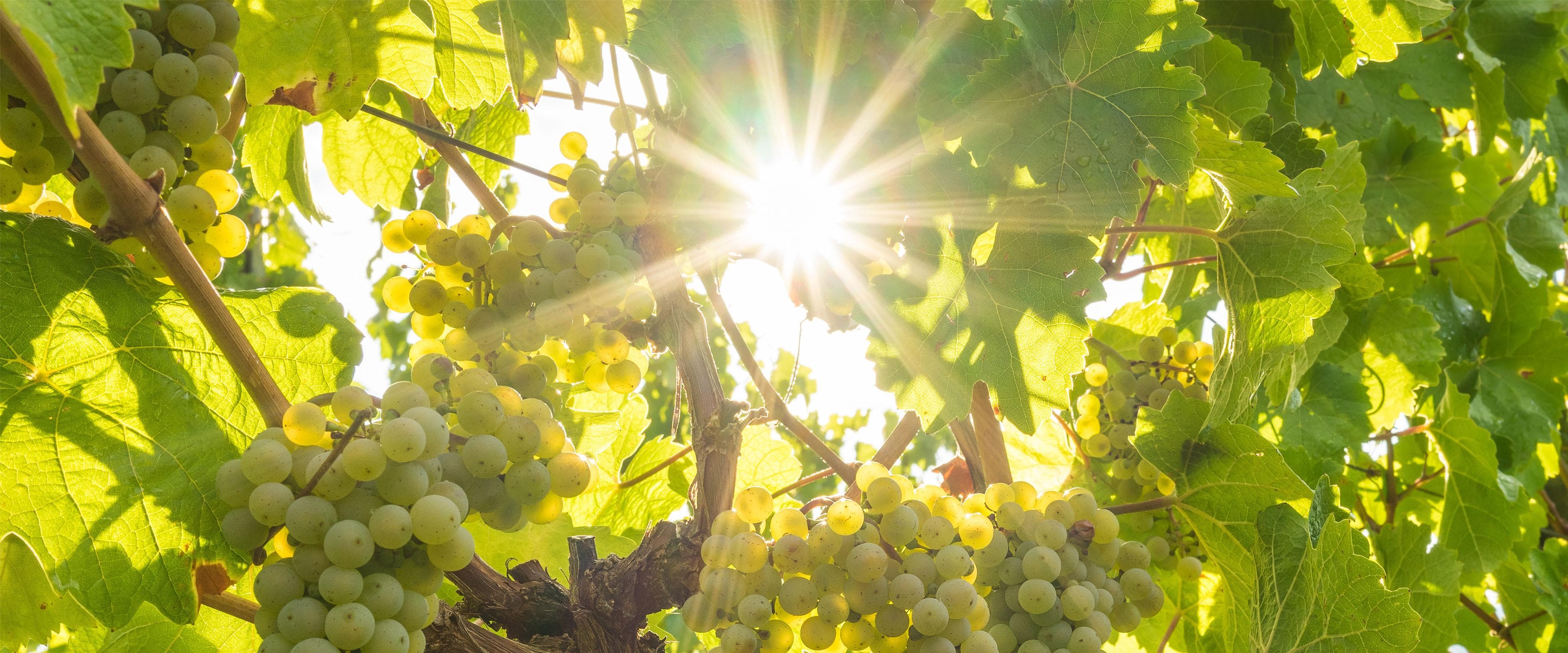 Heiri Bolleter Weinbau GmbH — Weinhandlung in Meilen (Bild 3)