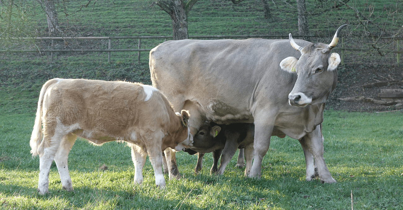 Bauernhof Familie Werffeli — Weinhandlung in Weiningen (Bild 3)