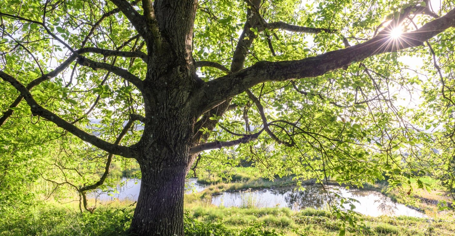 Garden and wood — Gärtner in Zürich