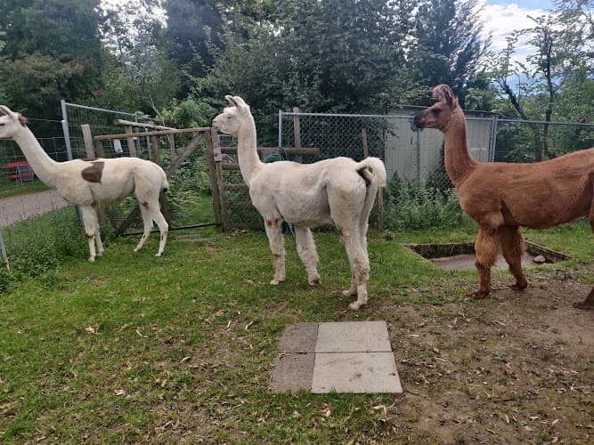 Lama Farm Yacana — Sonstige in Gossau ZH