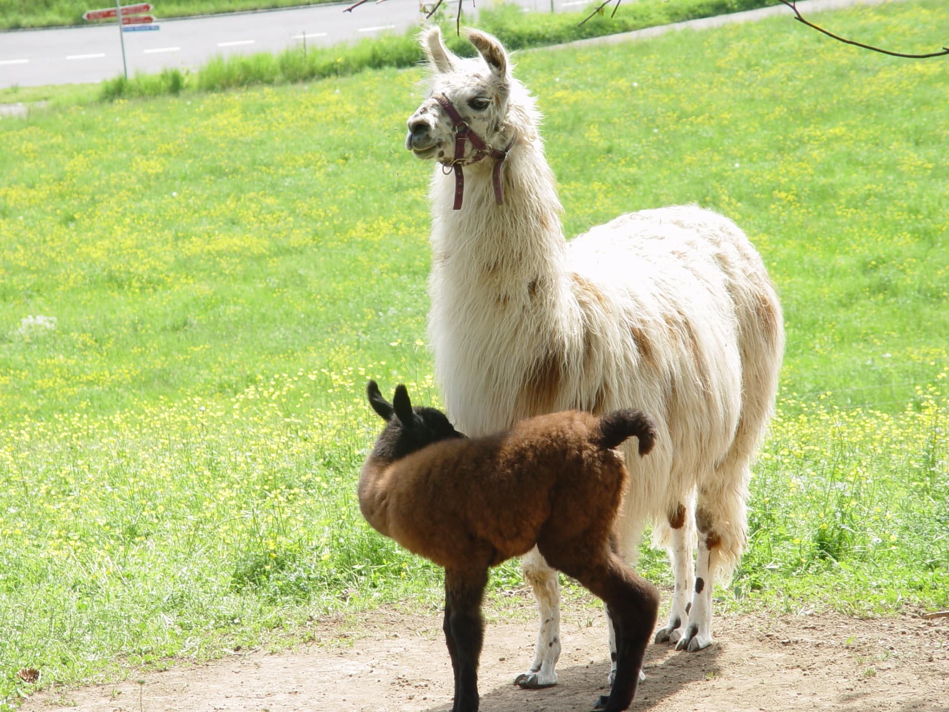 Lama Farm Yacana — Sonstige in Gossau ZH (Bild 2)
