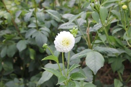 Märki's Blumen selbst schneiden — Geschaeft in Winterthur (Bild 3)