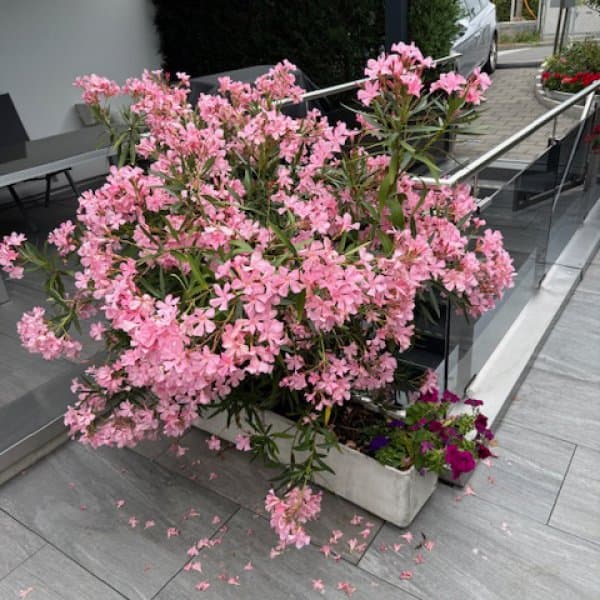 Zürichsee Garten - Gashi — Gärtner in Horgen (Bild 3)