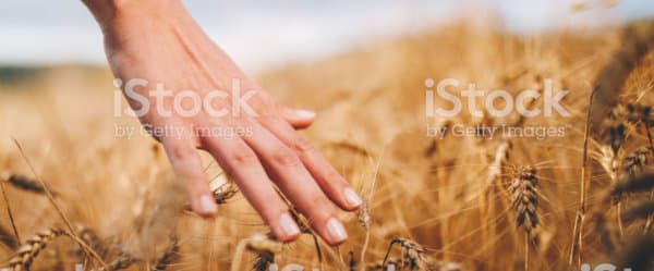 Praxis Zürich, Craniosacral Therapie, Shiatsu Massage Psychologische Beratung EFT Kreis 4 — Massage in Zürich (Bild 3)