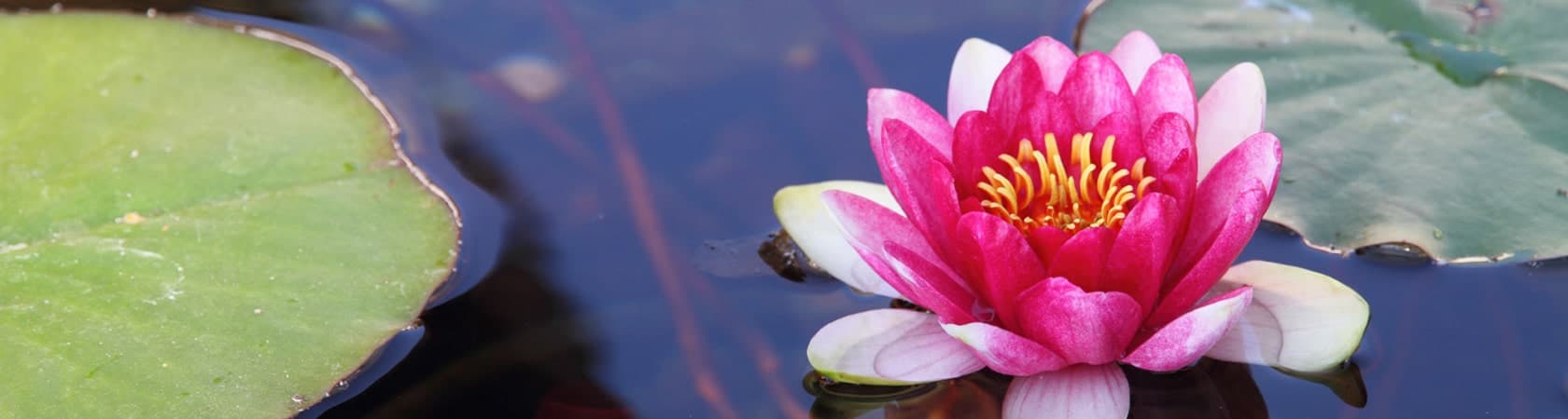 Tsering's touch — Massage in Männedorf (Bild 2)