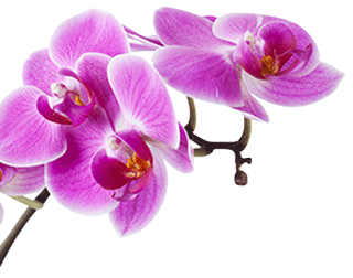 Thai Massage Charme — Massage in Obfelden (Bild 2)