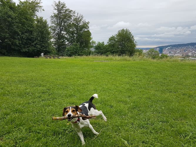 Hundetagi - Hundebetreuung in der Stadt Zürich — Sonstige in Zürich