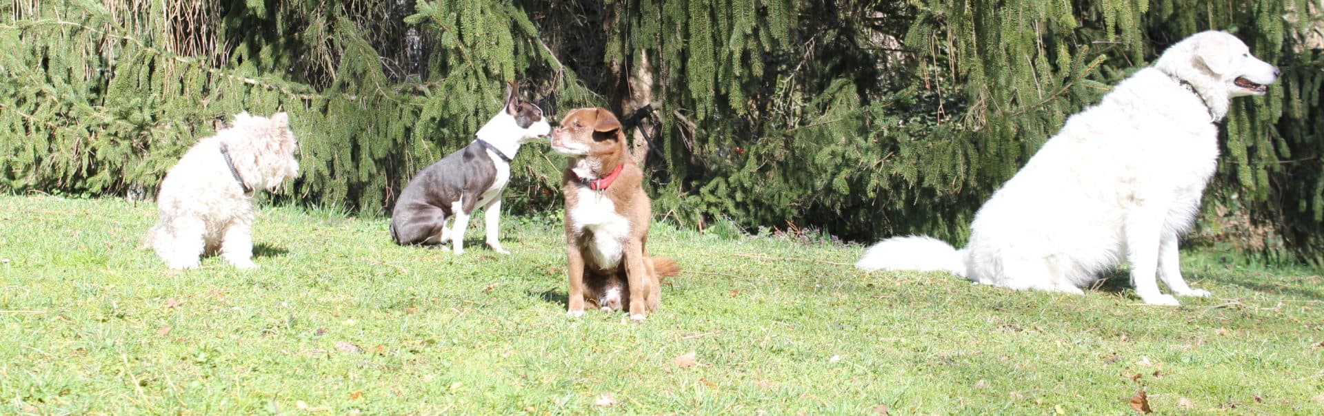 Hundetagi - Hundebetreuung in der Stadt Zürich — Sonstige in Zürich (Bild 2)