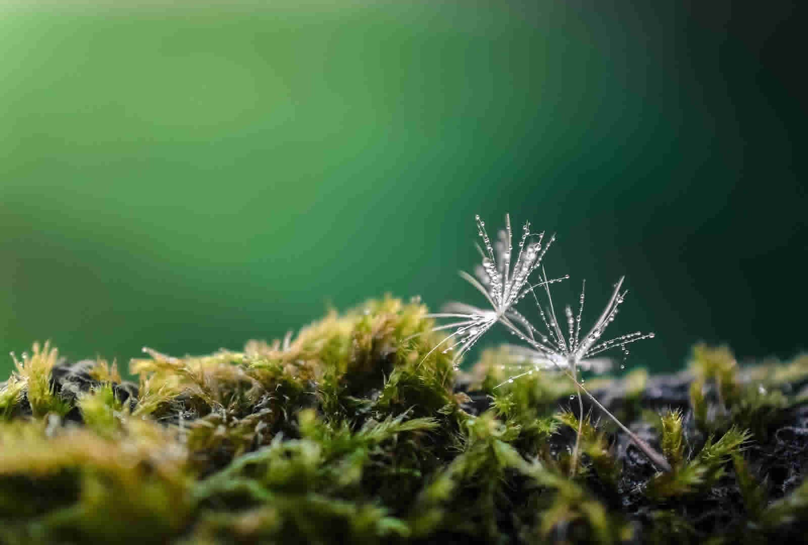 Gesundheitspraxis Naturapratica — Naturheilpraktiker in Zürich (Bild 3)