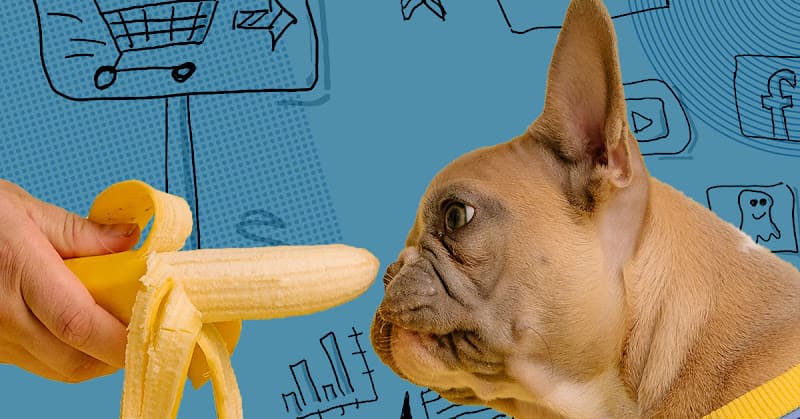 Schai Content Strategen