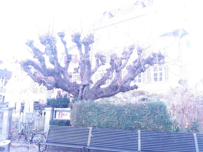 VinCop,Weingenossenschaft St.Gallen