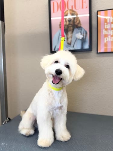 Hundesalon Happy Puppy
