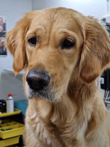 Hundesalons