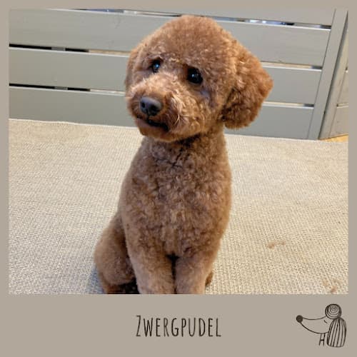 Pretty Wau Hundesalon