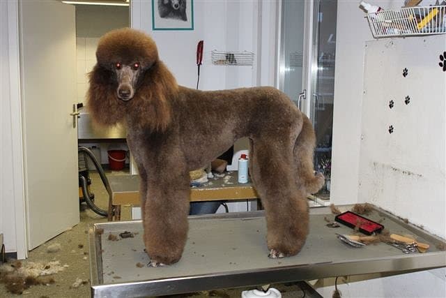 Hundesalon Dany