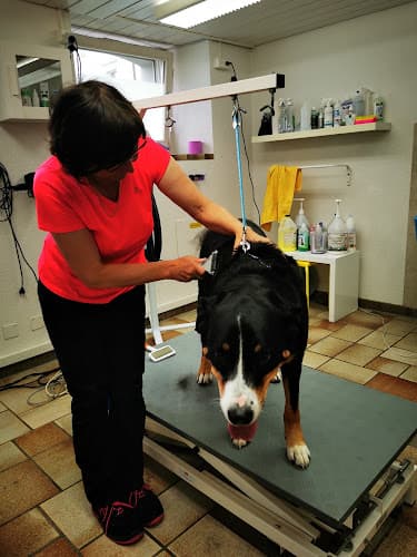 Hundesalon Dogs Hairdress
