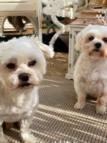 Hundesalon Picasso