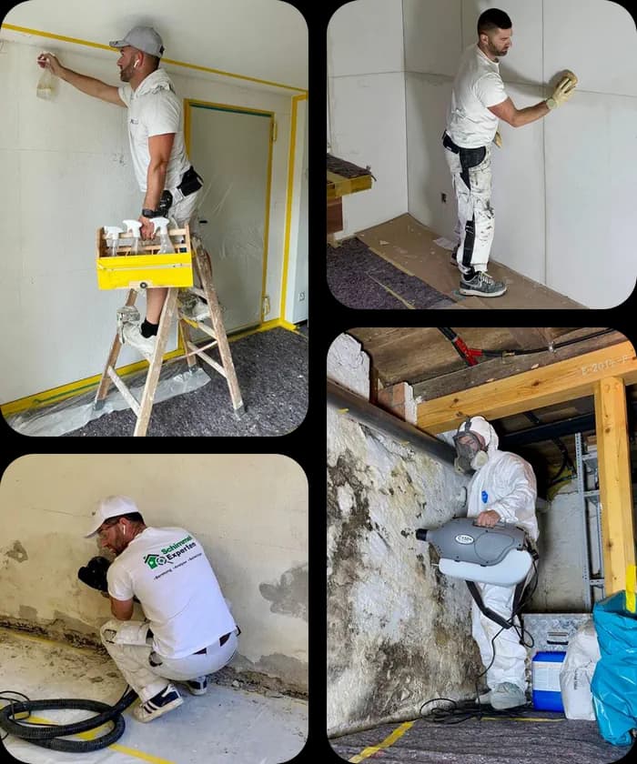 Schimmel Experten — Bauunternehmen in Zürich (Bild 3)