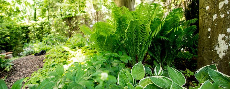 Staub J. AG Gartenbau — Gärtner in Zürich (Bild 3)