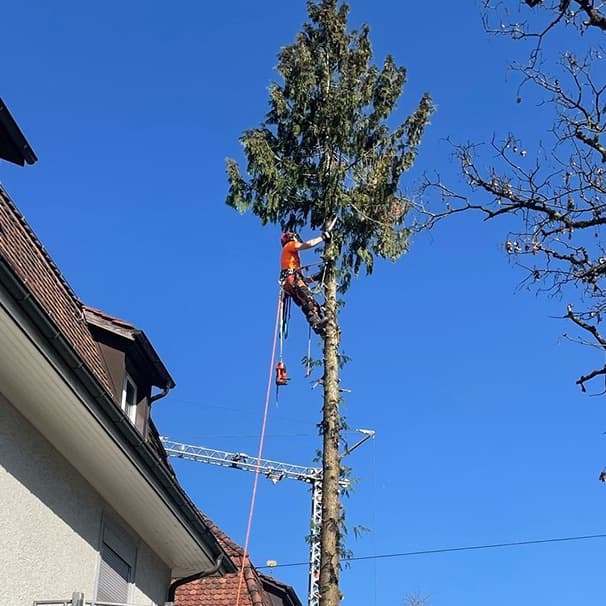 Holzkorporation Zollikon — Sonstige in Zollikon (Bild 2)