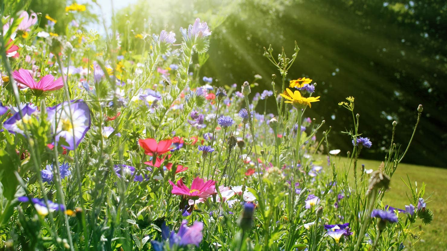 Lüscher Gartenbau — Gärtner in Zürich