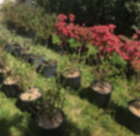 Il Giardino Gartenbau — Gärtner in Kloten (Bild 2)