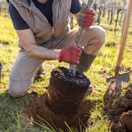 Lynora AG, Gartenbau und Gartenunterhalt — Gärtner in Buchs ZH (Bild 2)