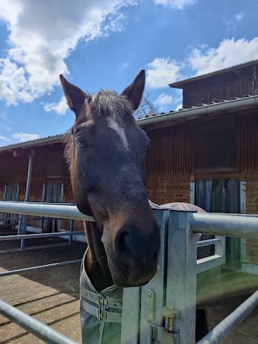 Bär . Stall — Sonstige in Maur