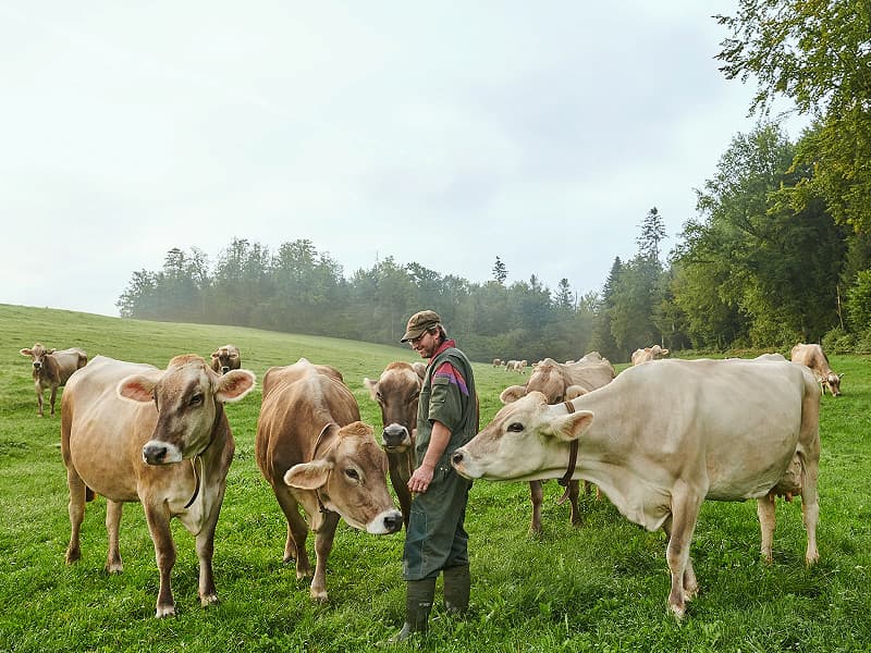 Metzgerei Eichenberger AG — Metzgerei in Wetzikon (Bild 3)