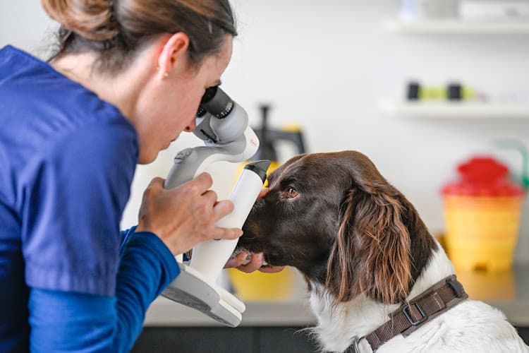 Kleintierpraxis Letzi AG — Tierarzt in Zürich