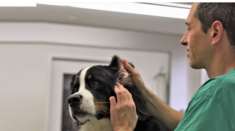 Dr. med. vet. Wendler. Ihr Tierarzt in Zürich (spezialisiert auf Hunde und Katzen sowie Kleintierchirurgie) — Tierarzt in Zürich