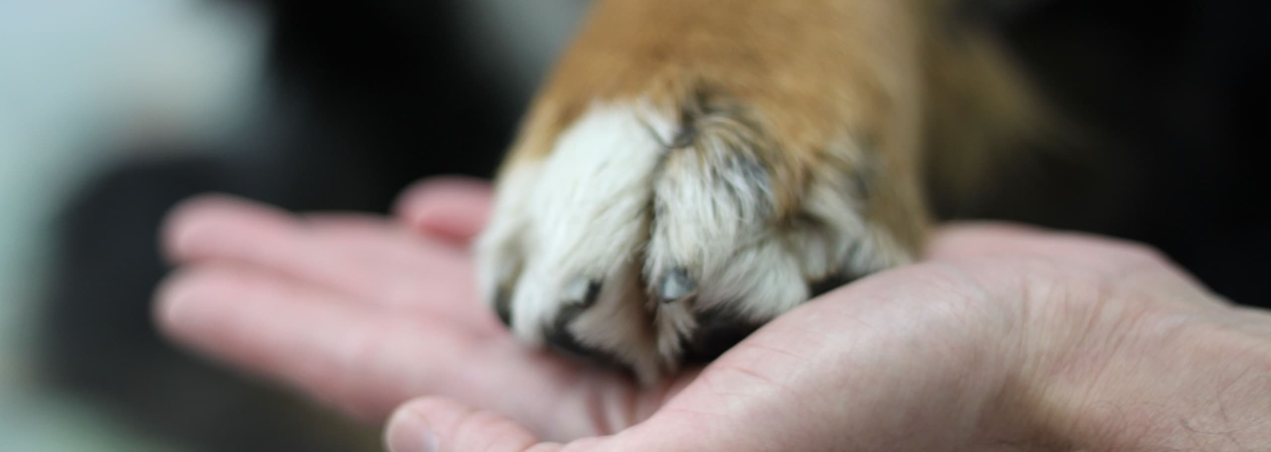 Dr. med. vet. Wendler. Ihr Tierarzt in Zürich (spezialisiert auf Hunde und Katzen sowie Kleintierchirurgie) — Tierarzt in Zürich (Bild 2)