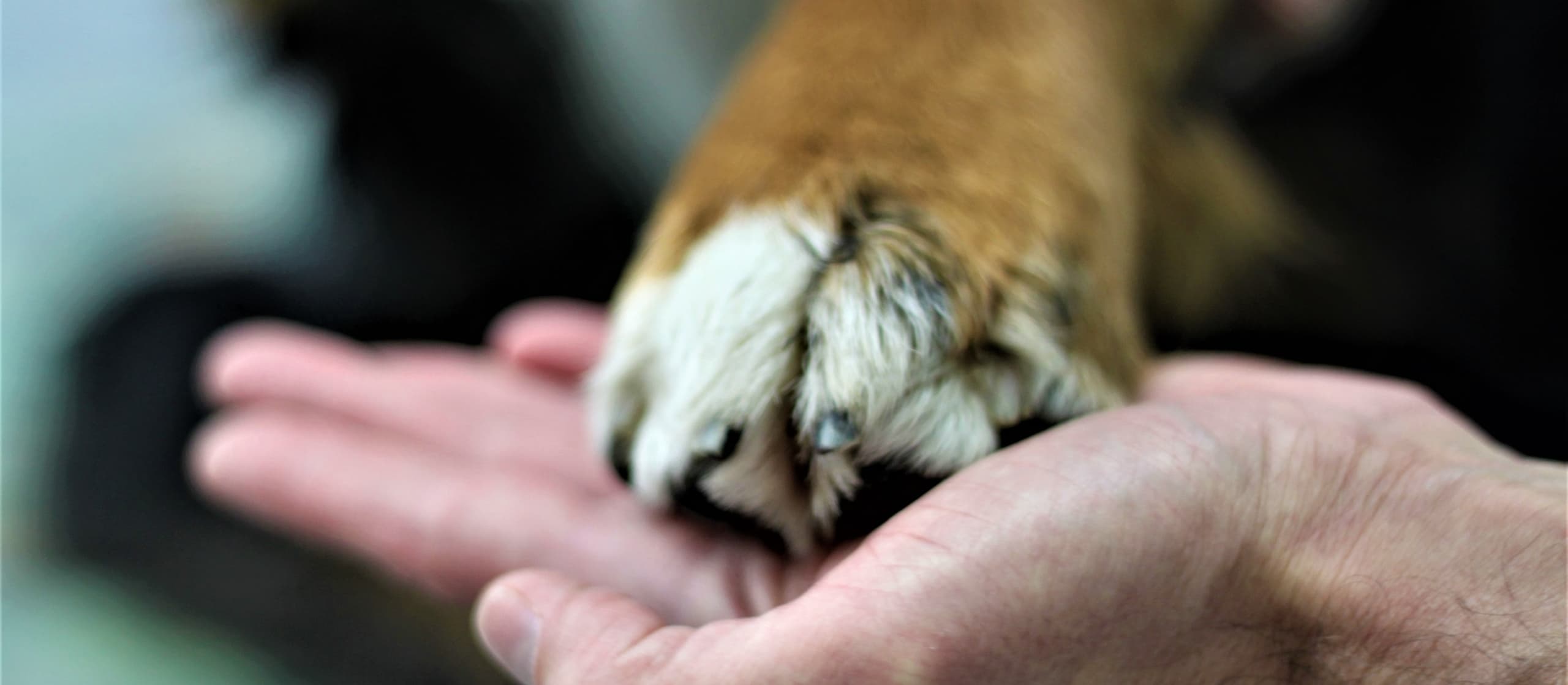 Dr. med. vet. Wendler. Ihr Tierarzt in Zürich (spezialisiert auf Hunde und Katzen sowie Kleintierchirurgie) — Tierarzt in Zürich (Bild 3)
