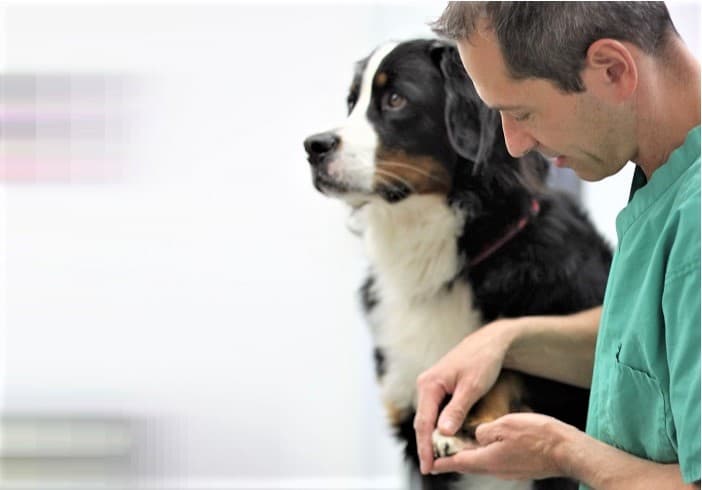 Dr. med. vet. Wendler - Specialist for dogs and cats - Veterinarian Zürich Oerlikon — Tierarzt in Zürich