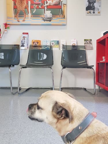 Kleintierpraxis Pfotenwohl Susanne Weiss med. vet. — Tierarzt in Zürich
