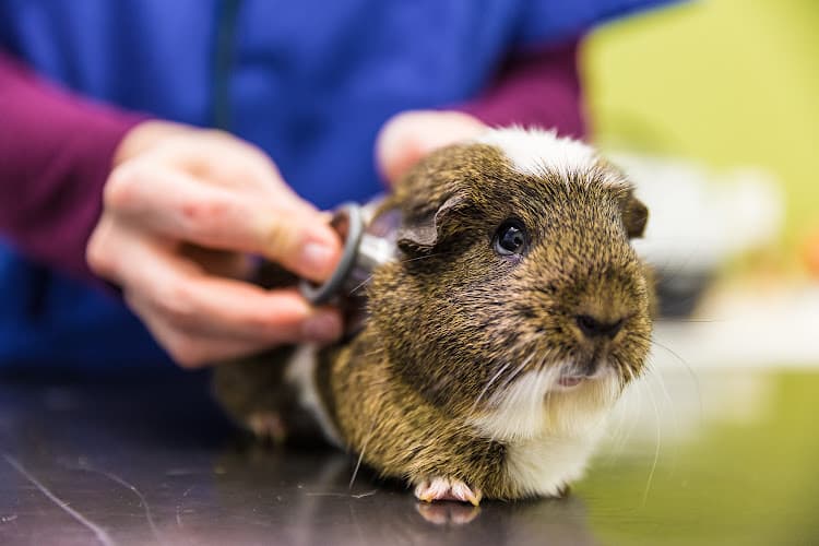 Gesellschaft Schweizer Tierärztinnen und Tierärzte (GST) — Sonstige in Bern