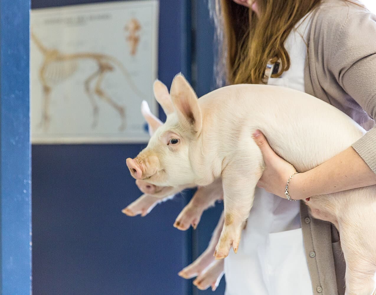 Gesellschaft Schweizer Tierärztinnen und Tierärzte (GST) — Sonstige in Bern (Bild 3)