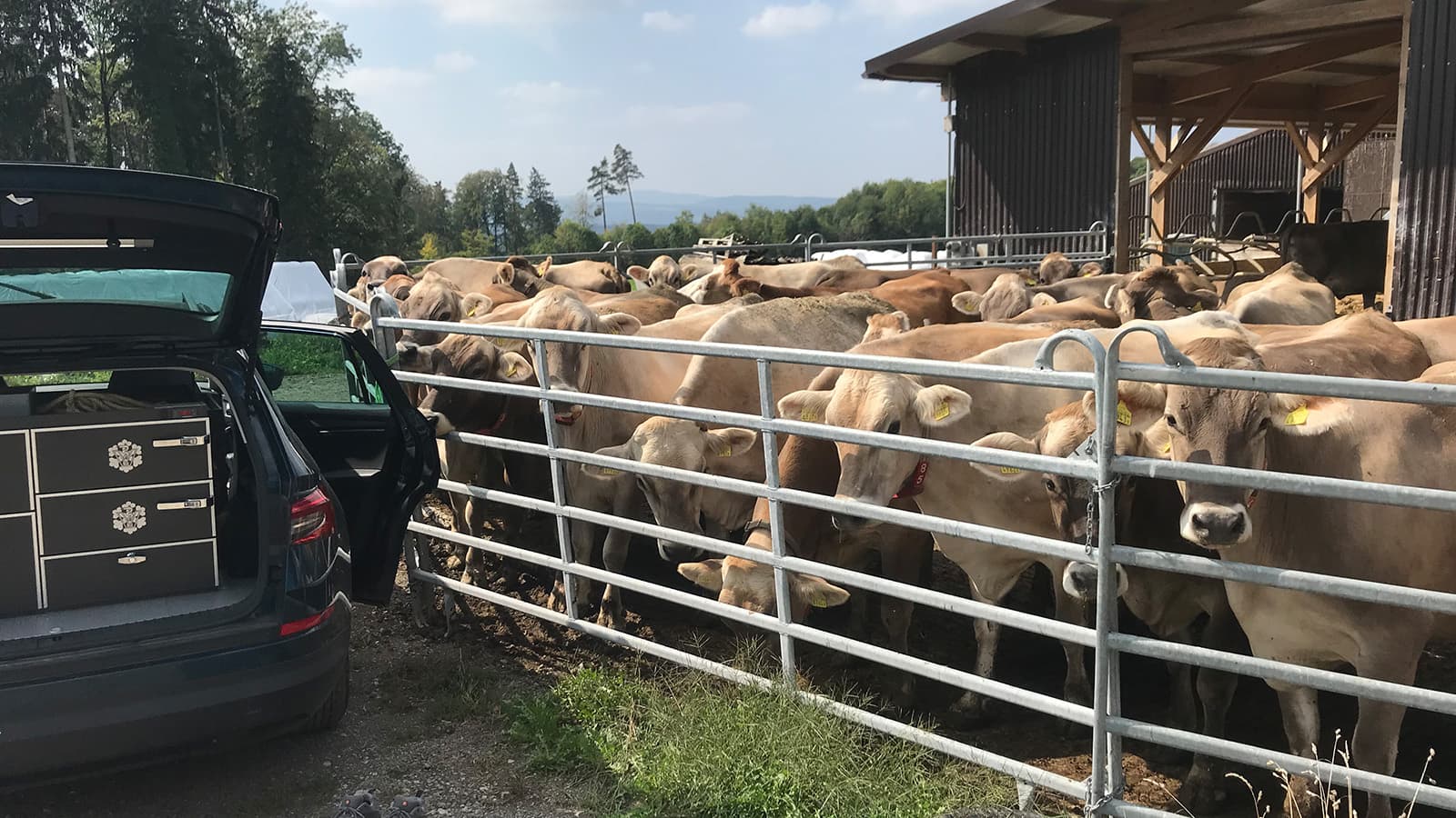 Grosstierpraxis Zürcher Oberland GmbH — Tierarzt in Gutenswil (Bild 2)