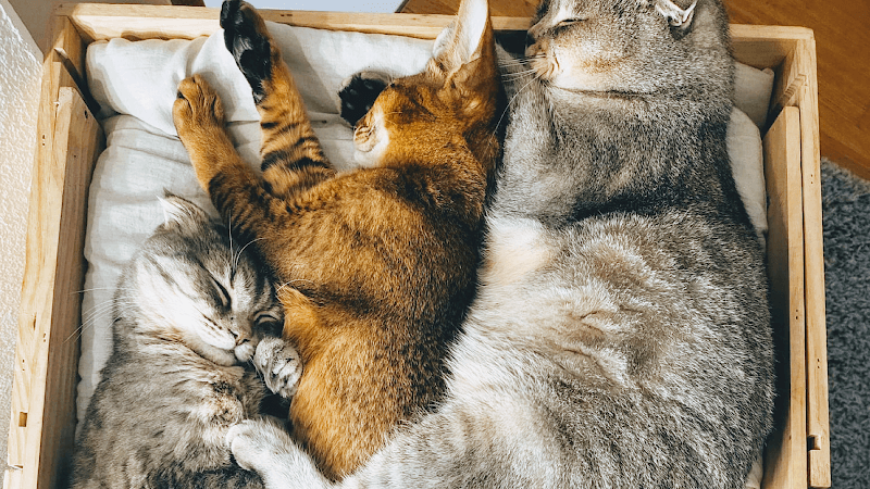 Local CatSitter Zurich — Tierarzt in Zürich