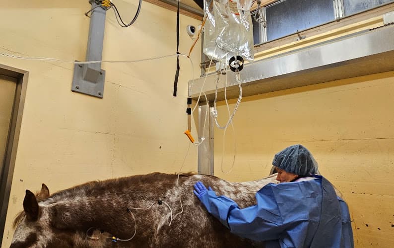Pferdekliniken — Tierarzt in Zürich